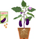 Eggplant plant with purple fruits, green leaves in flower pot and open sachet with seeds